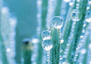 Water Savings Calculator